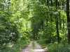 Bild 2 Blick auf einen Waldweg